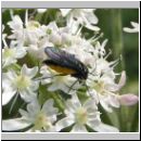 Sciara analis - Trauermuecke 02.jpg